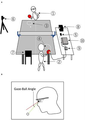 Visual Strategies for Eye and <mark class="highlighted">Head Movements</mark> During Table Tennis Rallies